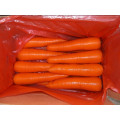 High Quality of New Crop Carrot (80-150g)